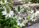 Mikołajek alpejski (Eryngium alipnum) – malowniczy akcent w ogródku skalnym